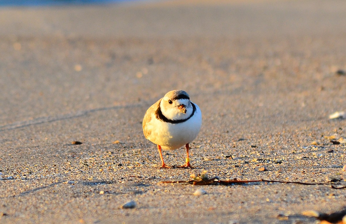 Piping Plover - ML334429871