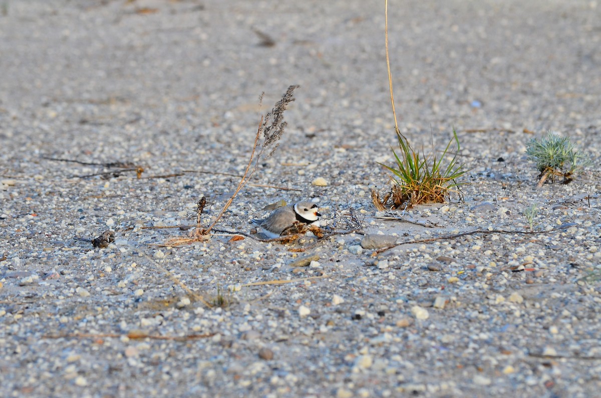 Piping Plover - ML334430471
