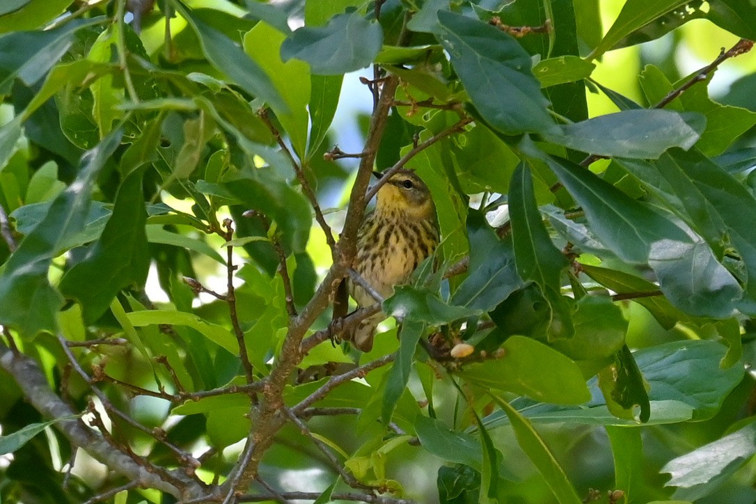 Cape May Warbler - ML334430831