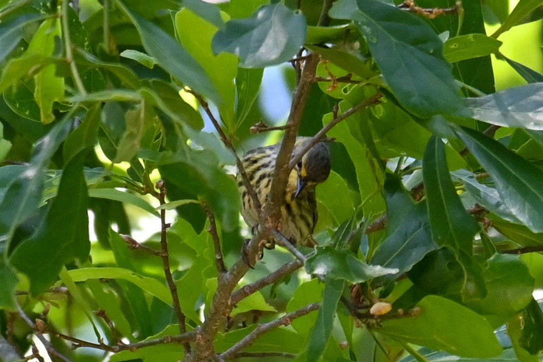 Cape May Warbler - ML334430871