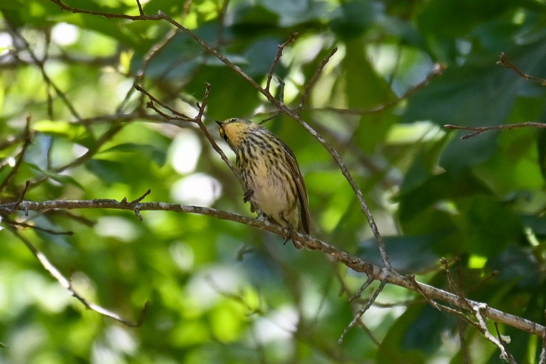Cape May Warbler - ML334430981