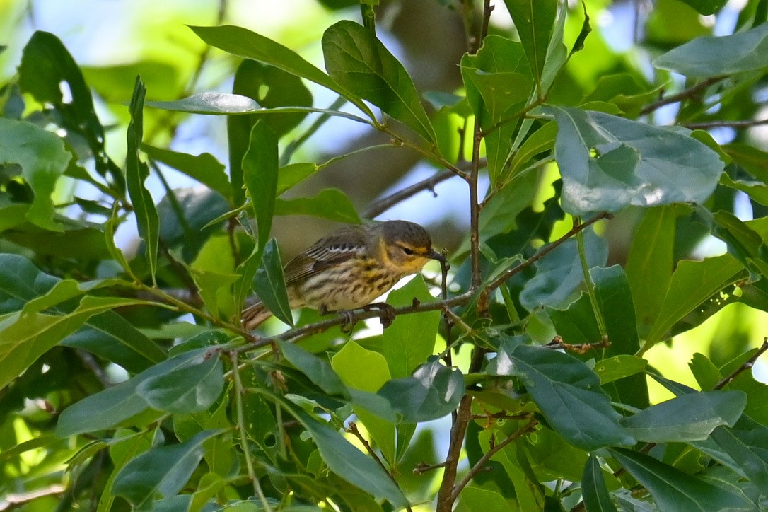 Cape May Warbler - ML334431191