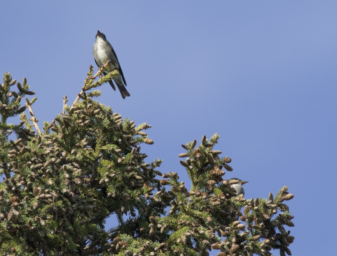 Olive-sided Flycatcher - ML33443281