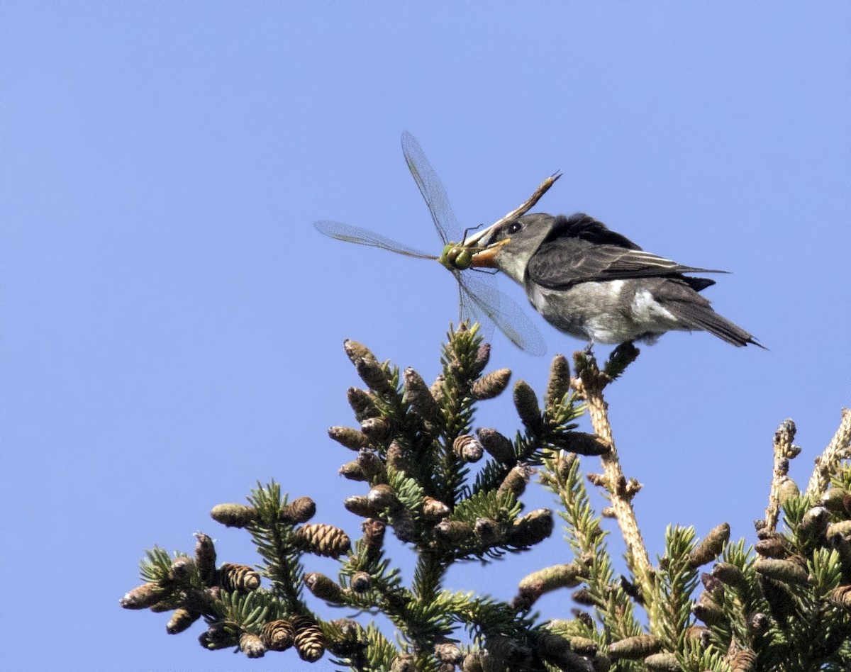 Olive-sided Flycatcher - ML33443371