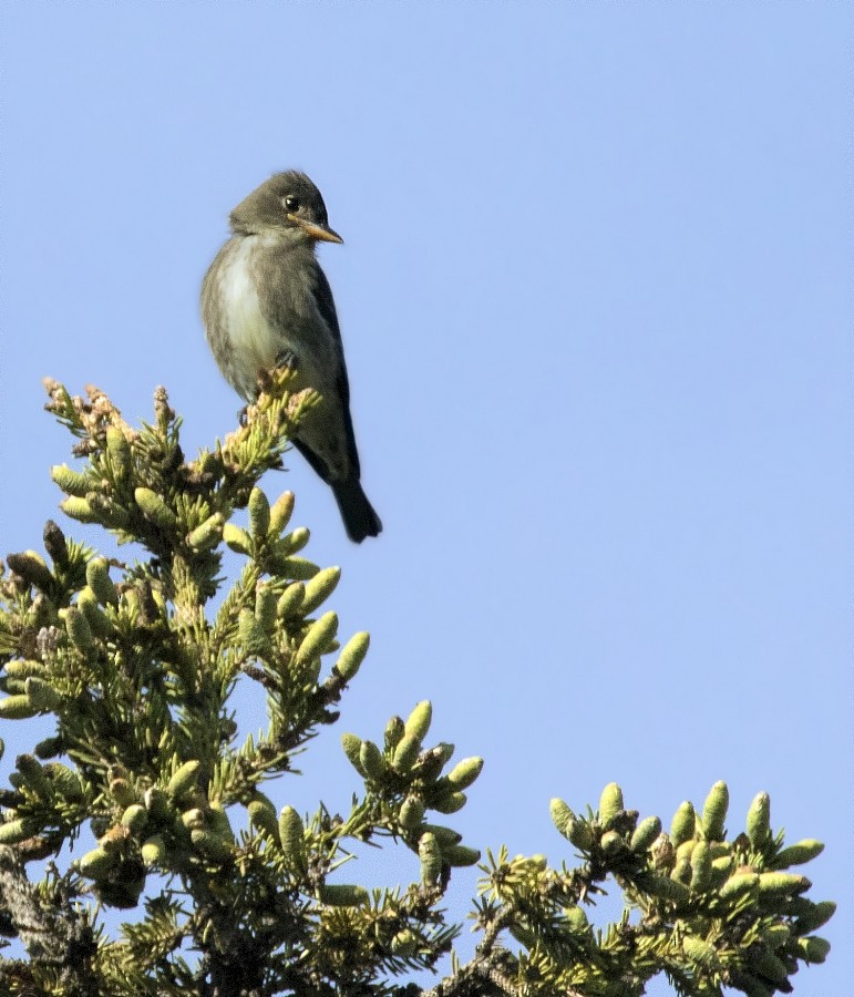 Olive-sided Flycatcher - ML33443431