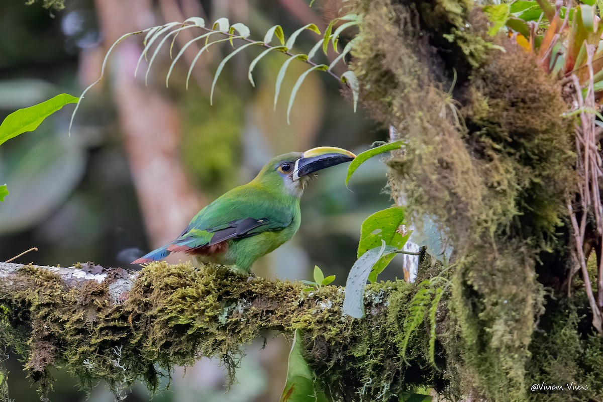 Toucanet à gorge blanche - ML334435901