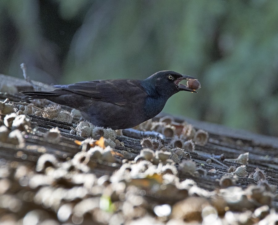 Common Grackle - ML33443671