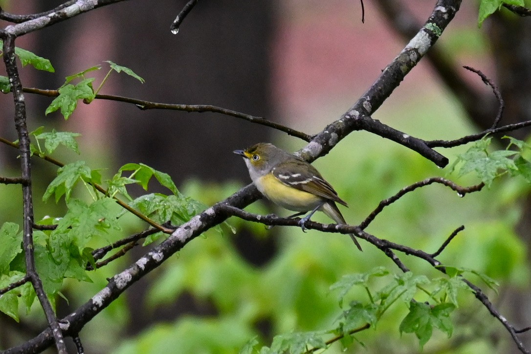 White-eyed Vireo - ML334436951