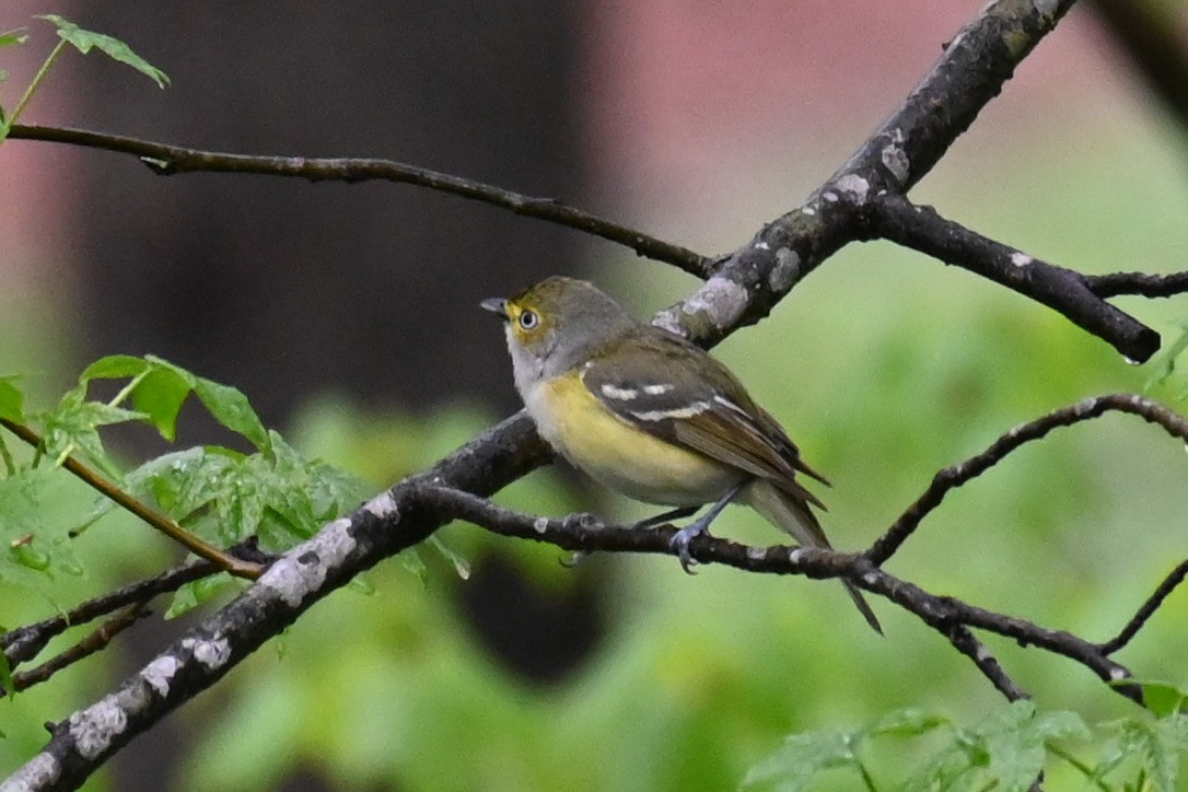 White-eyed Vireo - ML334436971