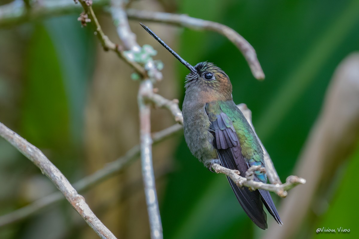 Green-fronted Lancebill - ML334437671