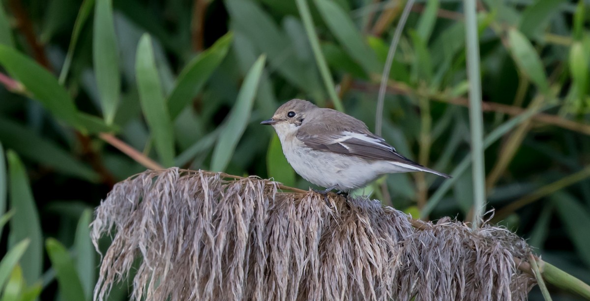 European Pied Flycatcher - ML334438631