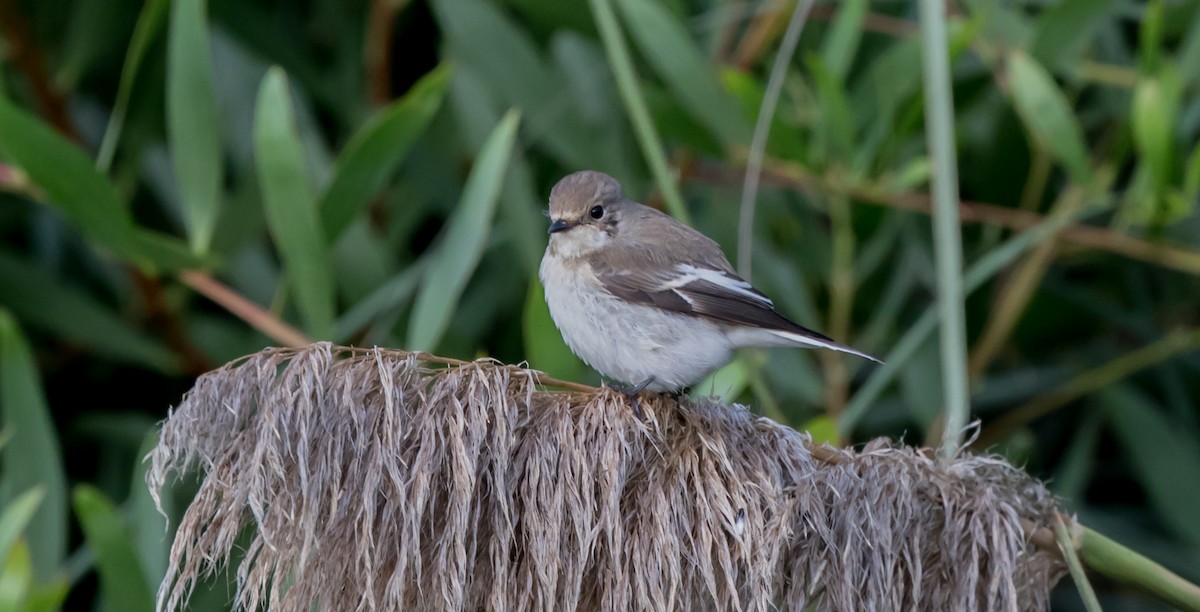 European Pied Flycatcher - ML334438641