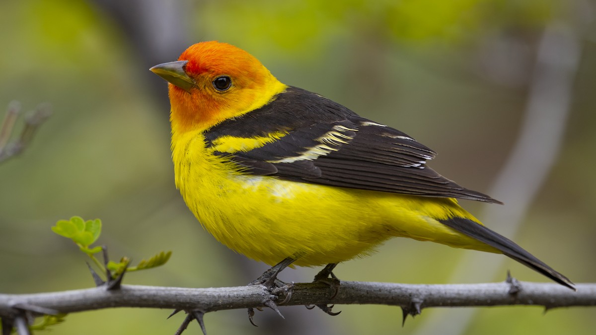 Western Tanager - ML334438901