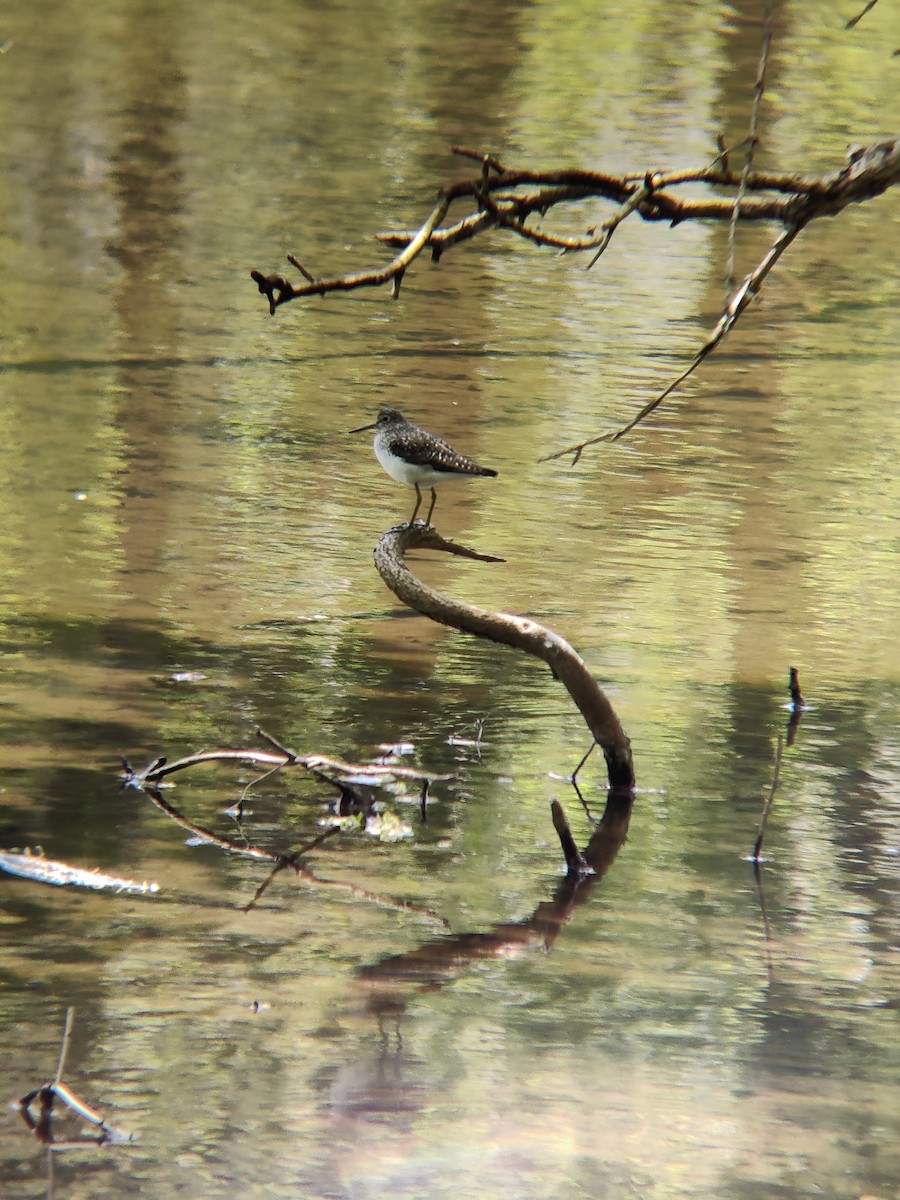 Solitary Sandpiper - ML334439301