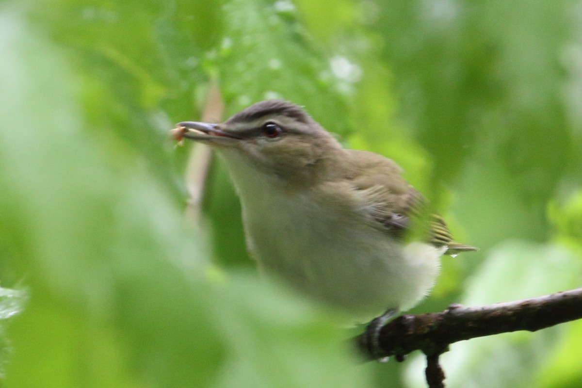 Red-eyed Vireo - ML334440081