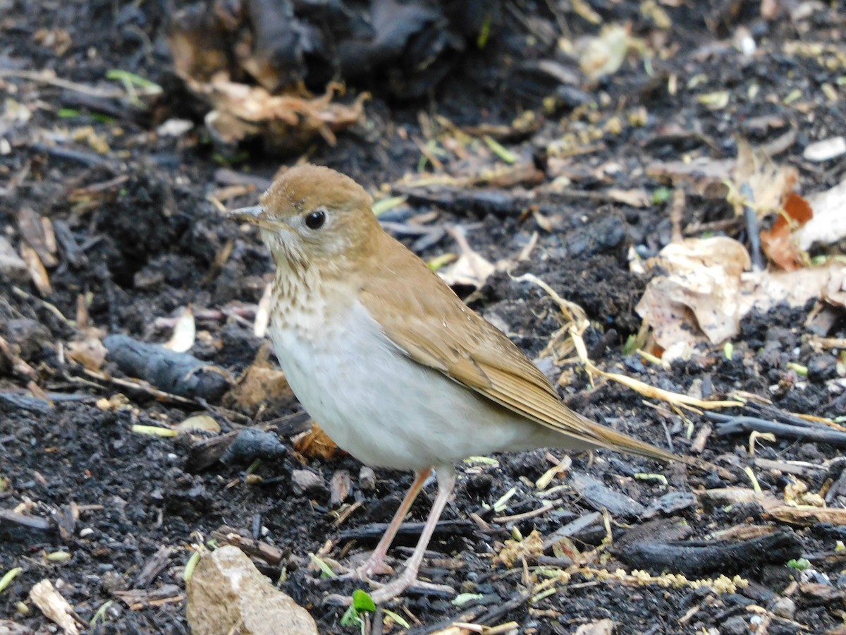 Veery - ML334441801