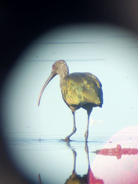 White-faced Ibis - Gena Zolotar