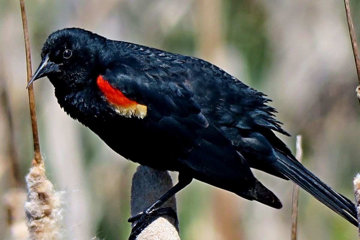 Red-winged Blackbird - ML334442831