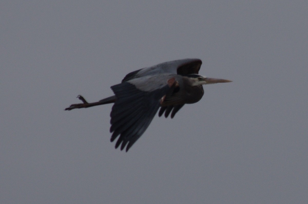 Great Blue Heron - ML334442911