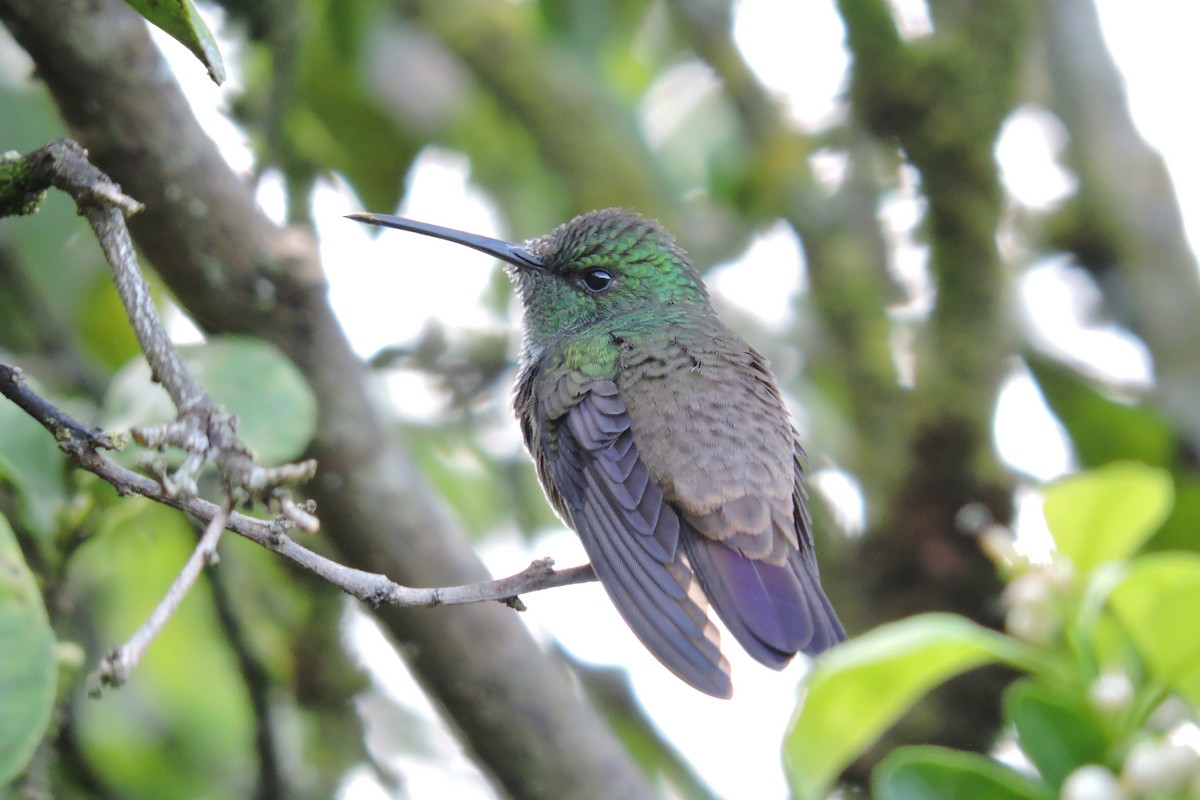 Green-bellied Hummingbird - Alejandro Mora Suárez