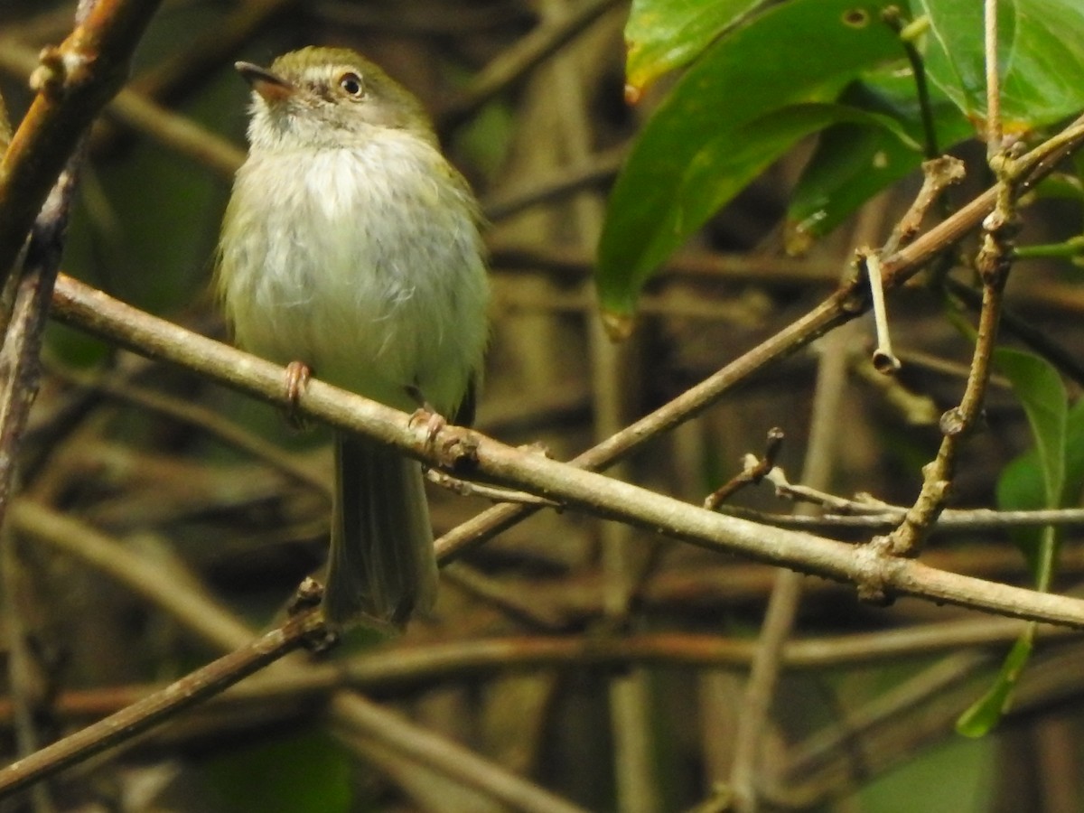 Pale-eyed Pygmy-Tyrant - ML334445611