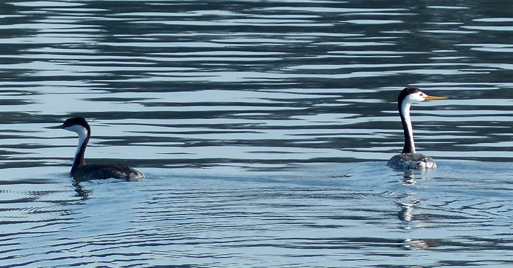 Western Grebe - ML33444661