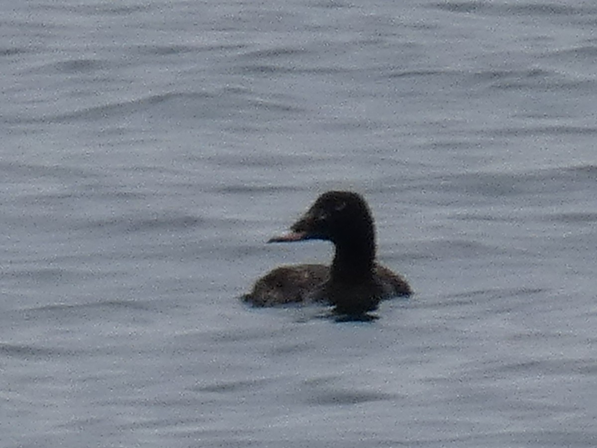 White-winged Scoter - River Corcoran