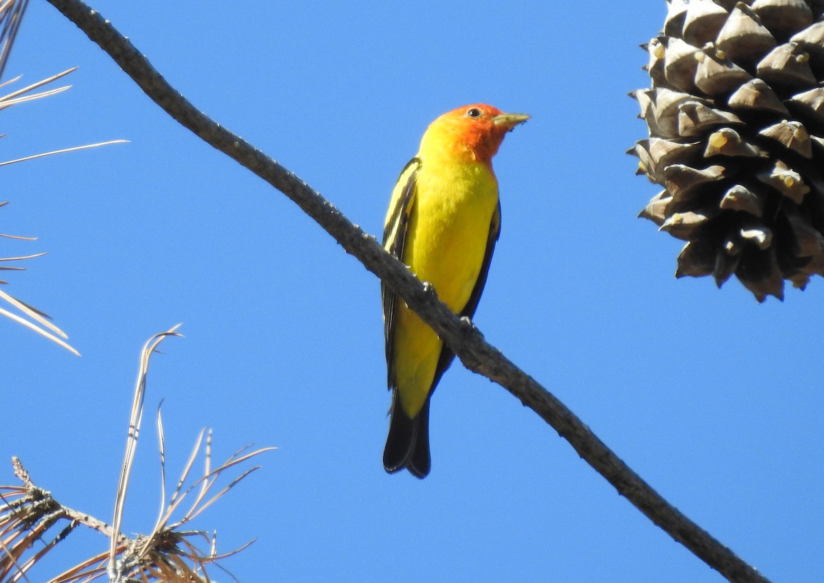 Piranga Carirroja - ML334449871