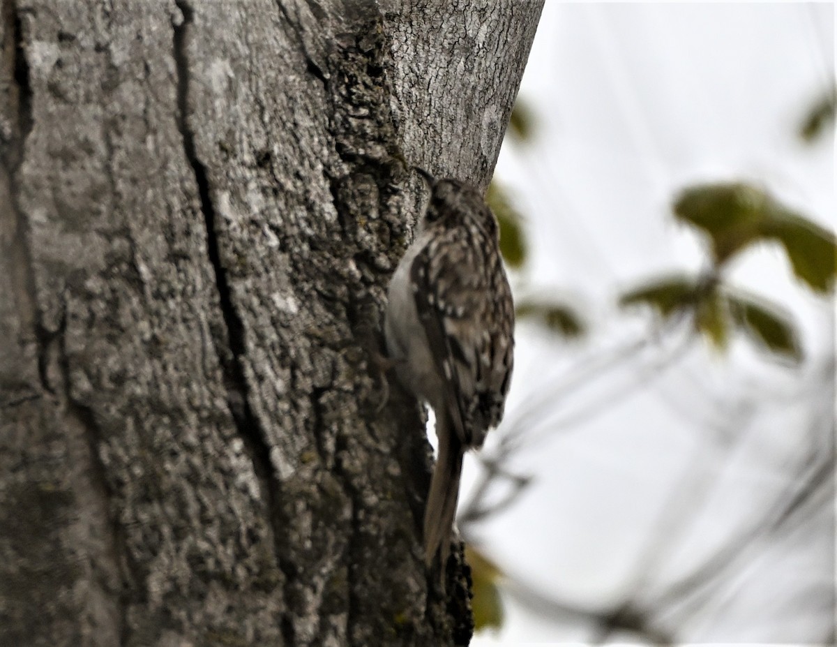 Brown Creeper - ML334450711