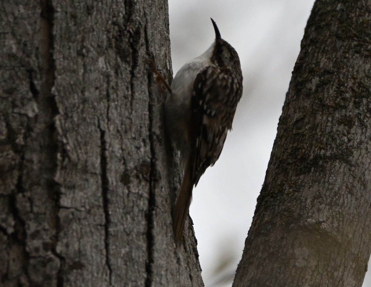 Brown Creeper - ML334450721