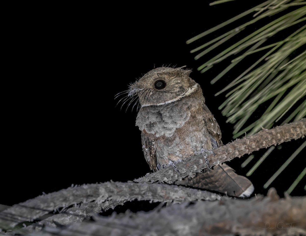 Eared Poorwill - ML334450971