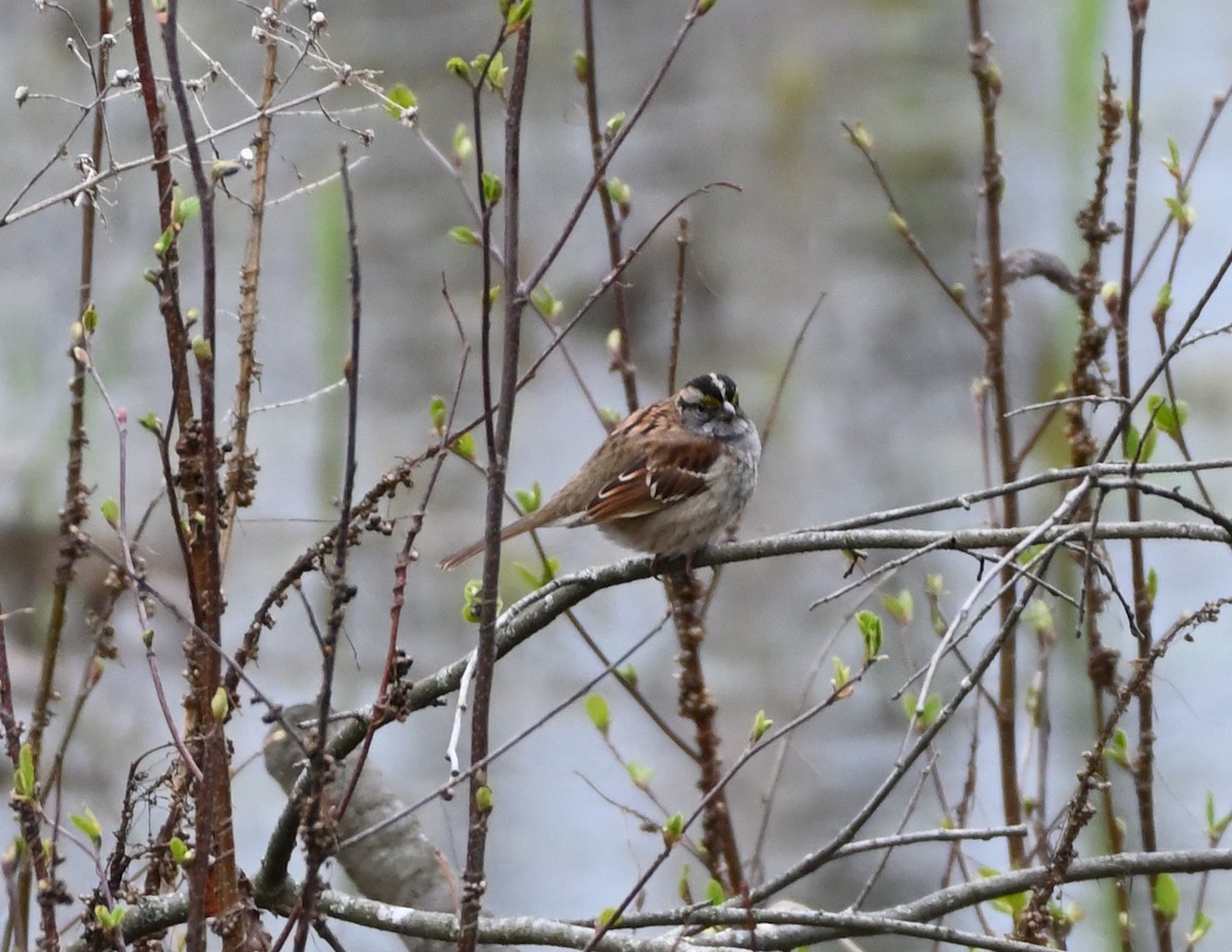 White-throated Sparrow - ML334451051