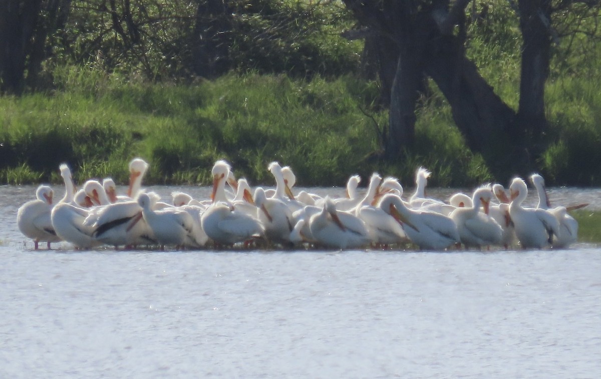 American White Pelican - ML334451101