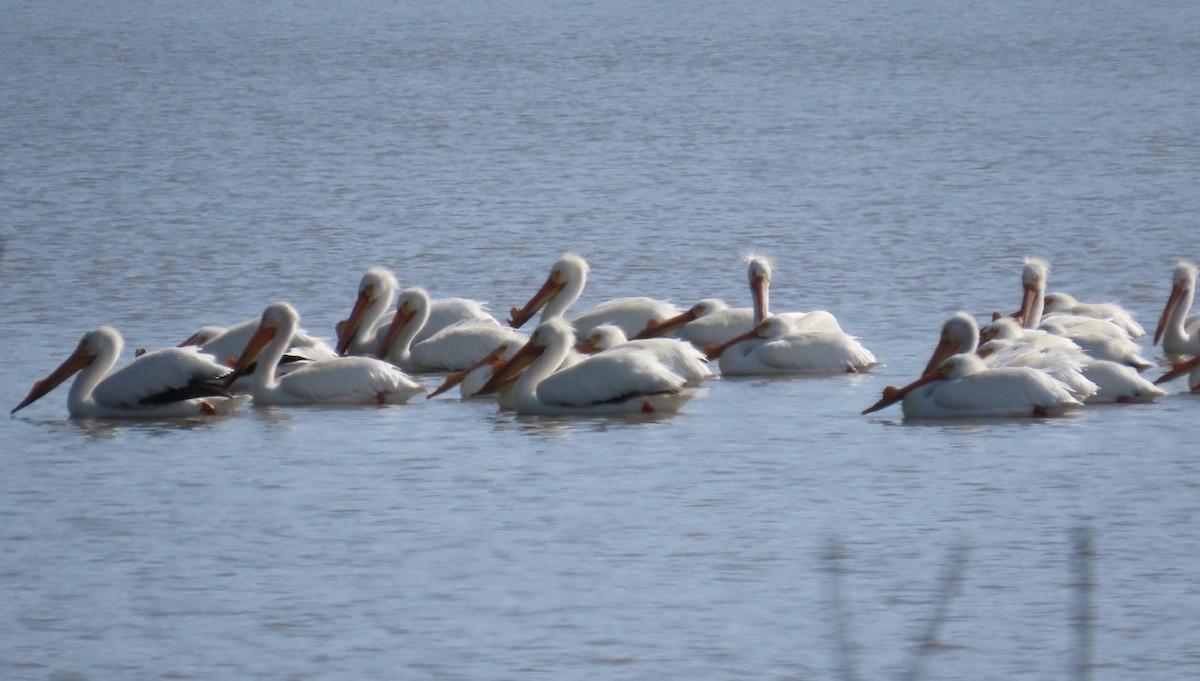 American White Pelican - ML334451111