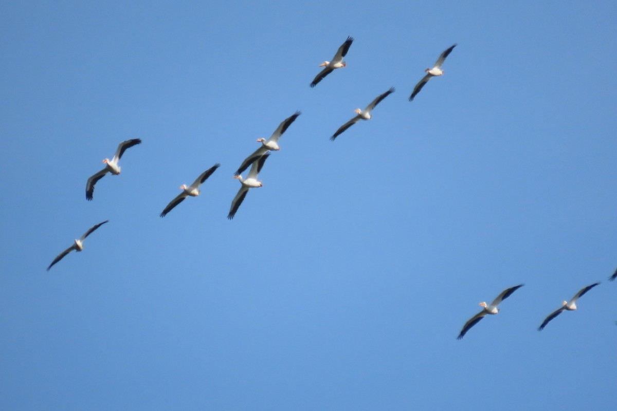 American White Pelican - ML334451121