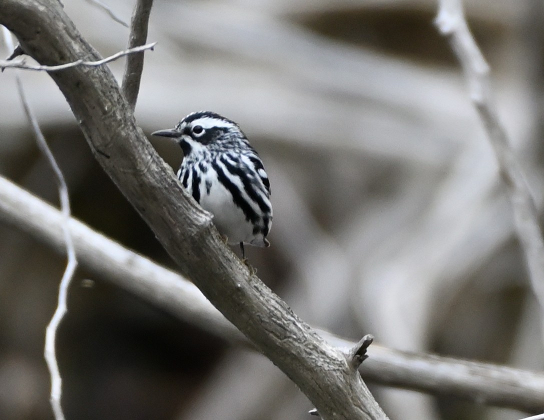 Black-and-white Warbler - ML334451231