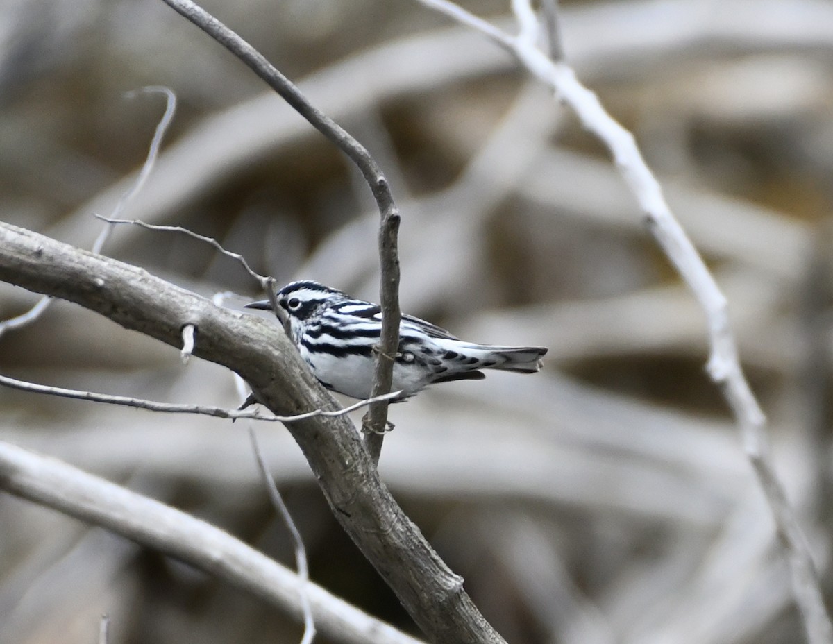 Black-and-white Warbler - ML334451251