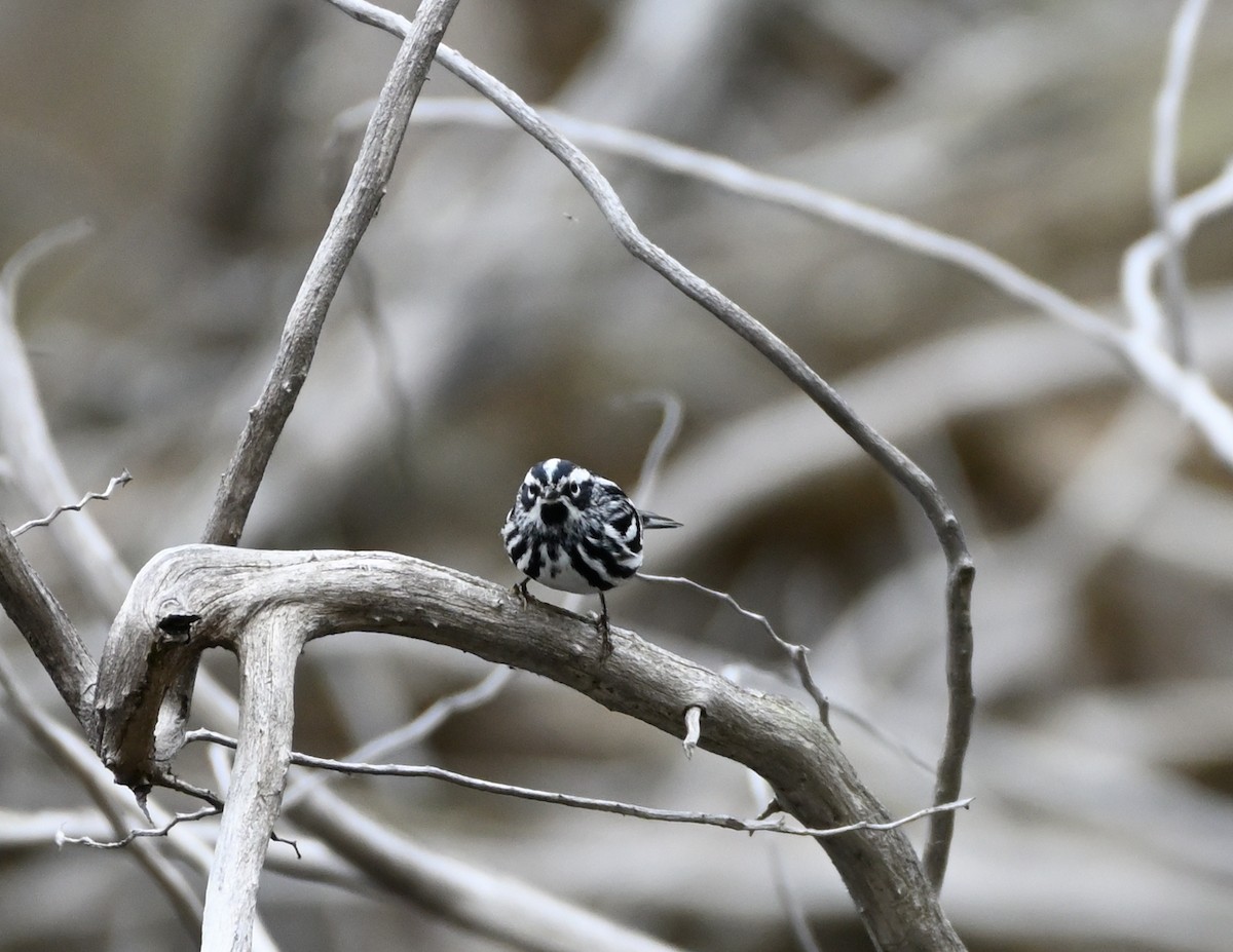 Black-and-white Warbler - ML334451261