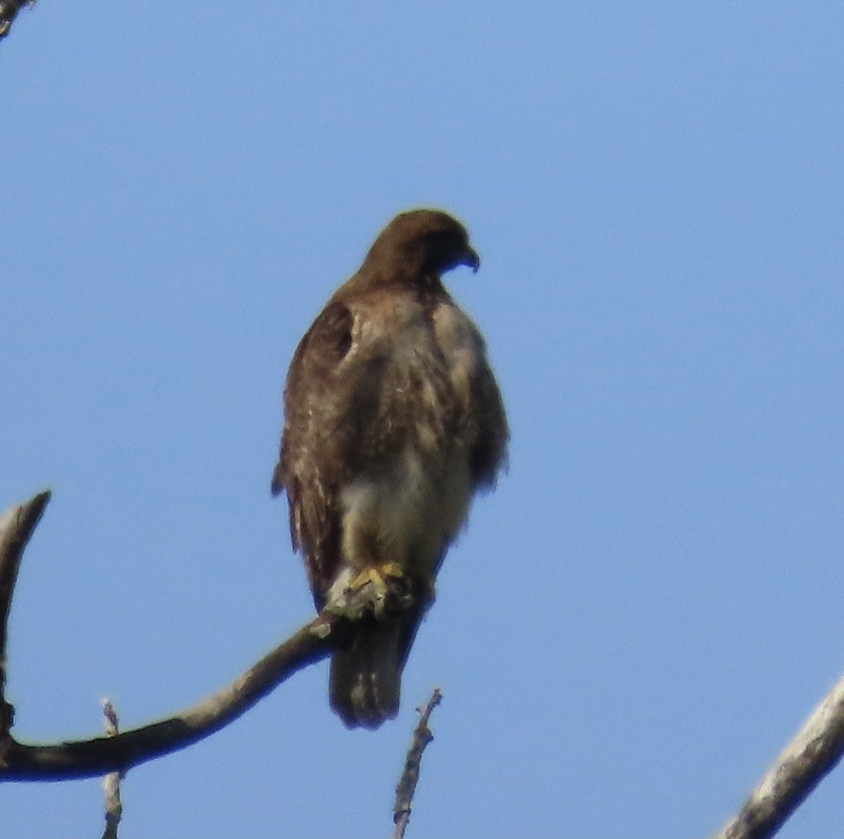 Red-tailed Hawk - ML334451281