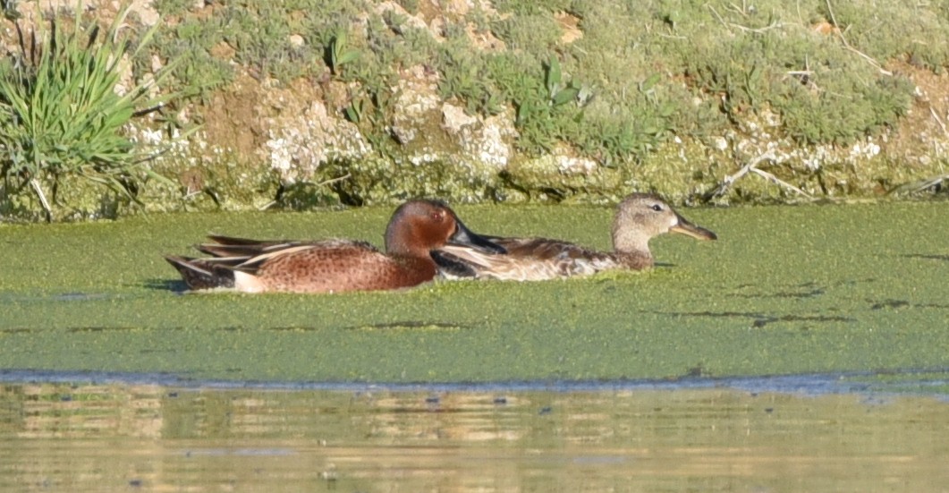 Blue-winged x Cinnamon Teal (hybrid) - ML334451371