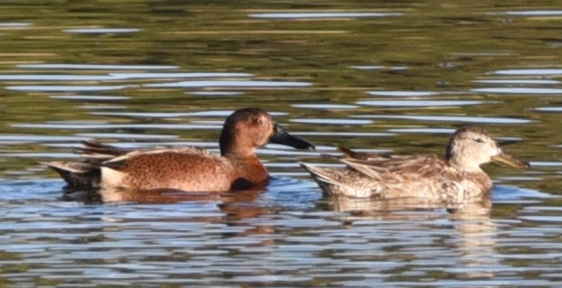 Blue-winged x Cinnamon Teal (hybrid) - Glenn Dunmire