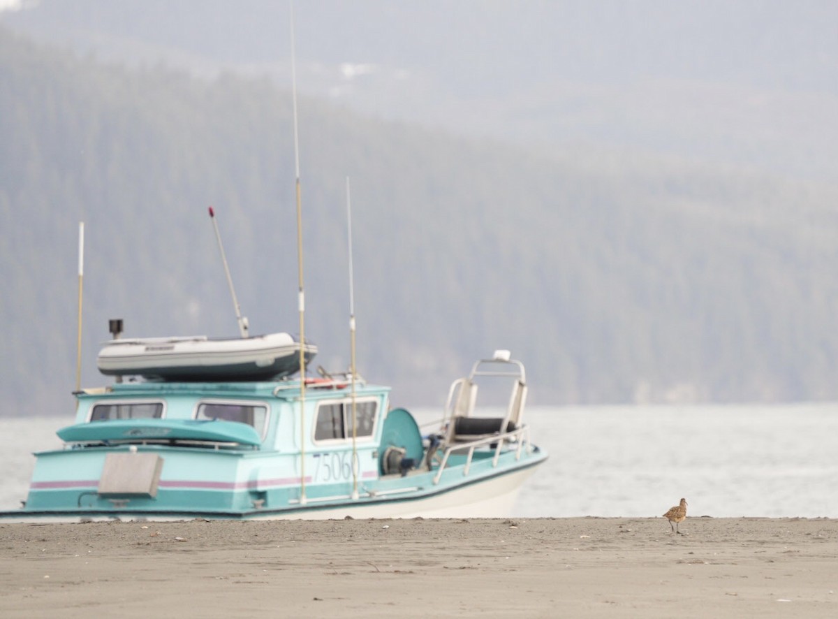 Bristle-thighed Curlew - ML334451781