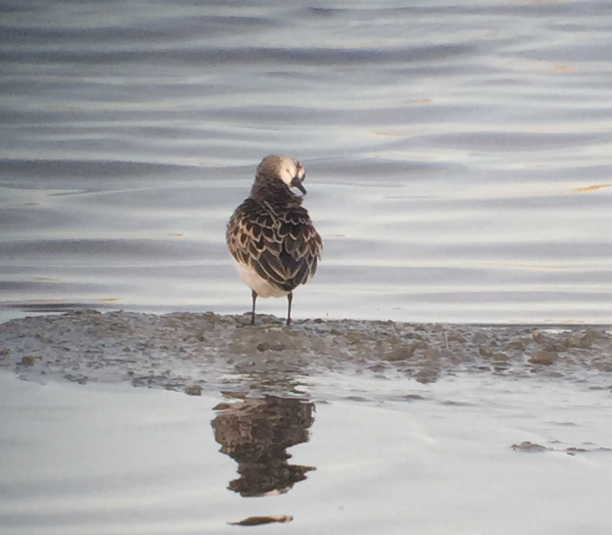 Semipalmated Sandpiper - ML334452461