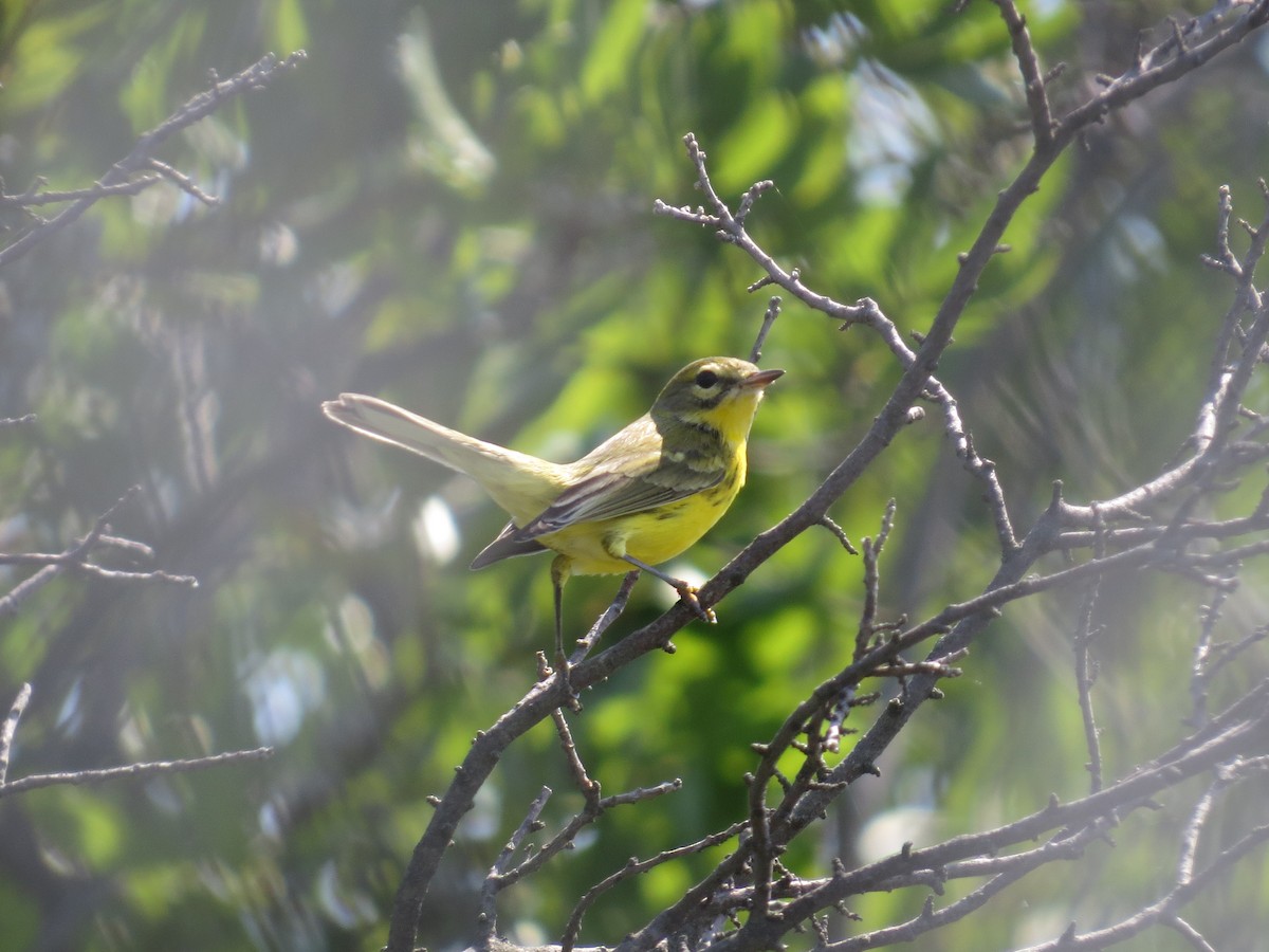 Prairie Warbler - ML33445291