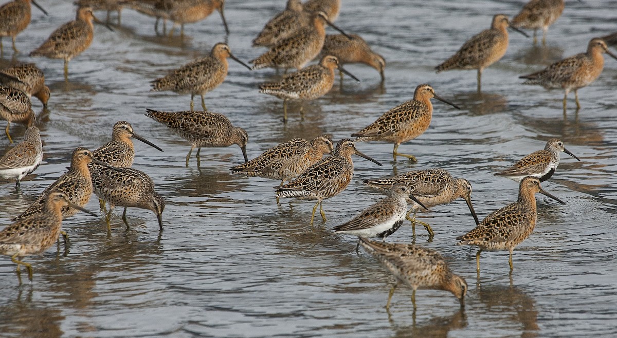 Short-billed/Long-billed Dowitcher - Scott Fischer