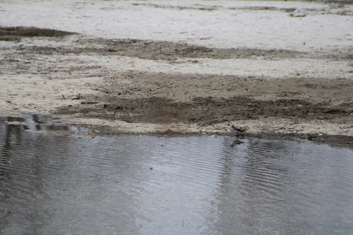 Solitary Sandpiper - Max Dyba