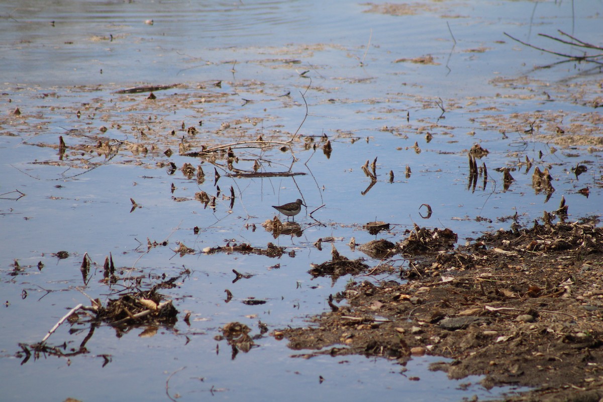 Solitary Sandpiper - ML334453551