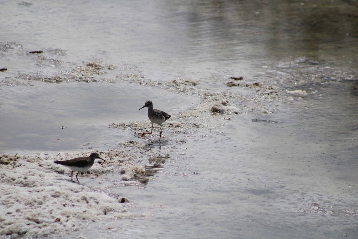 Lesser Yellowlegs - ML334453561