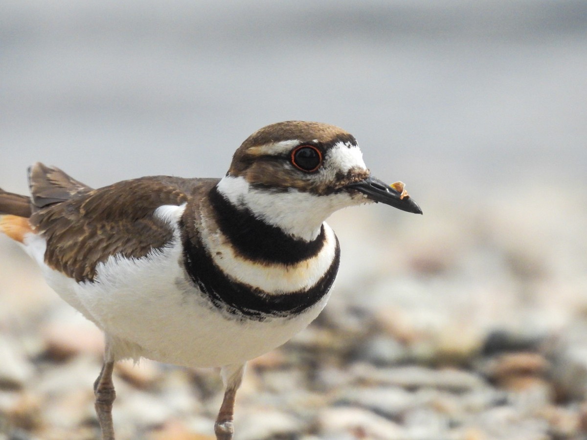 Killdeer - ML334453941