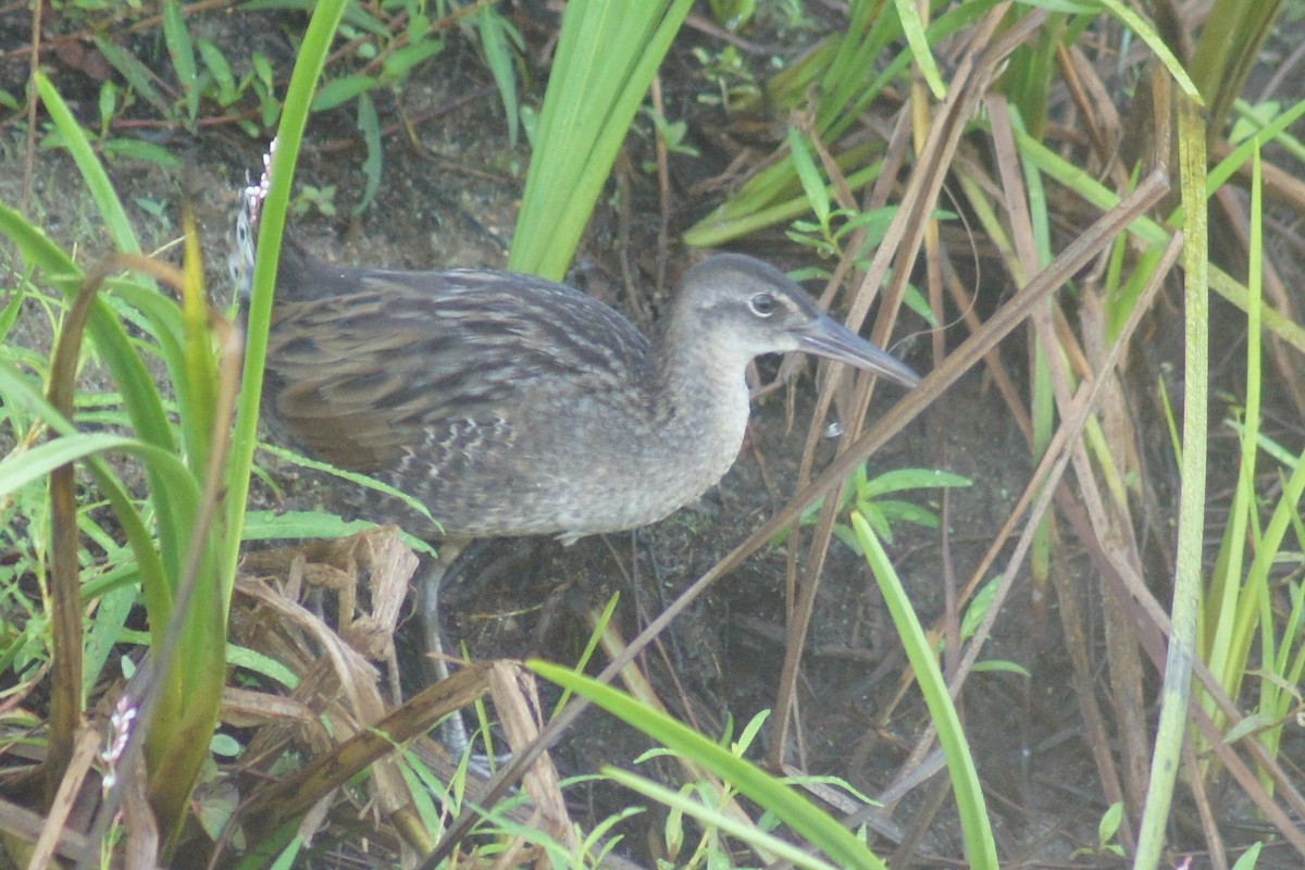 King Rail - Steven van der Veen